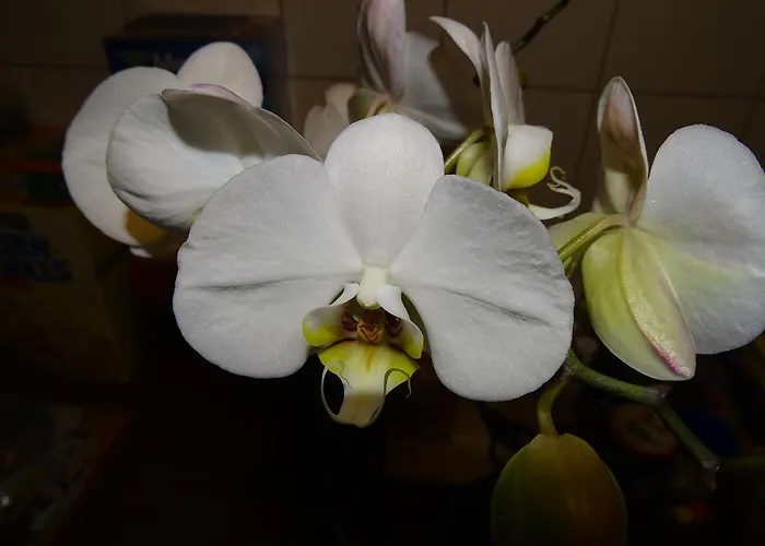 Hotel Kriftelerhof *